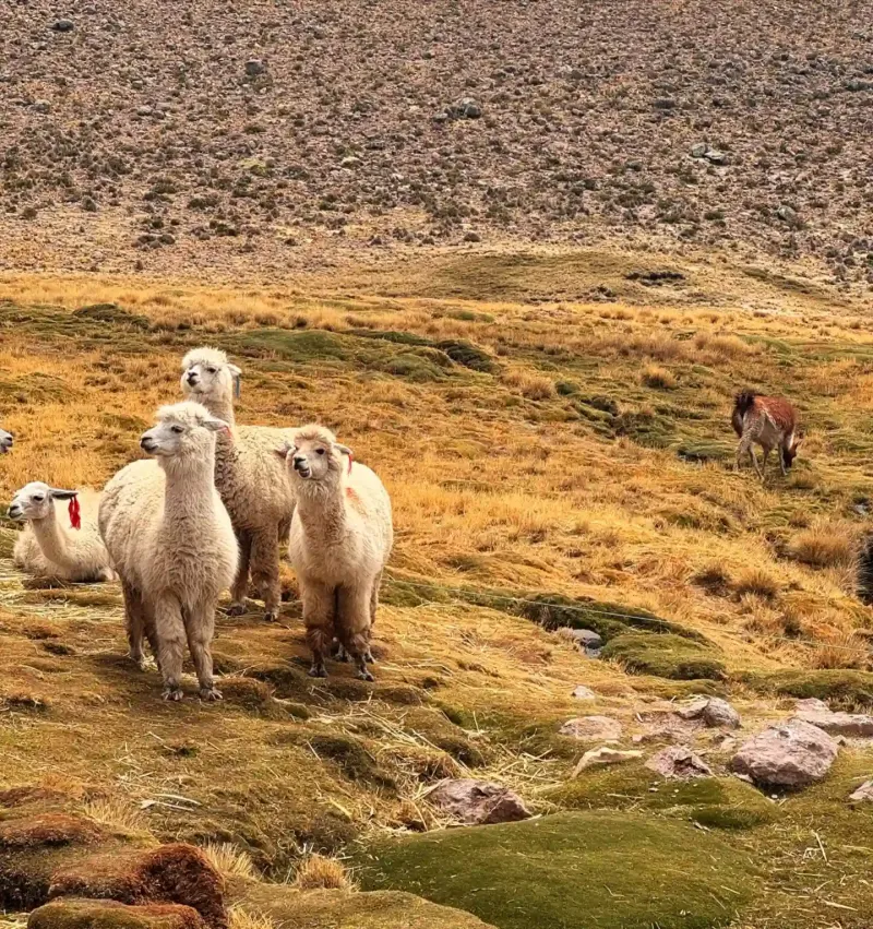 caminho-de-chivay-peru-