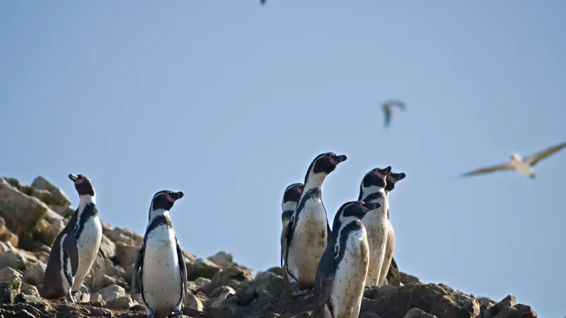 Cusco and Lima (7 Days) (3)